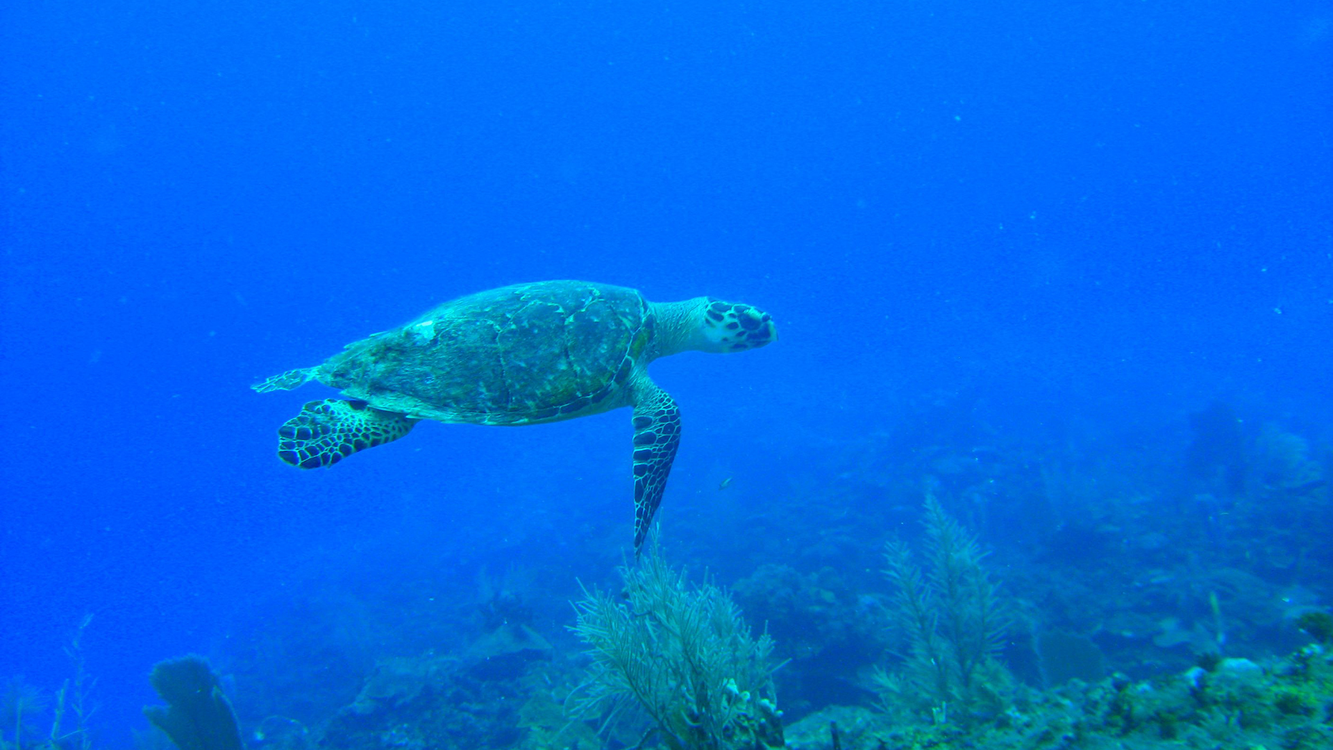 Belize Travel Guide: under the sea turtle