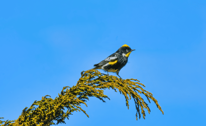 Goldman's Warbler, a vibrant yellow and black bird, perched gracefully on a branch in its natural habitat during the Birding in Guatemala tour.