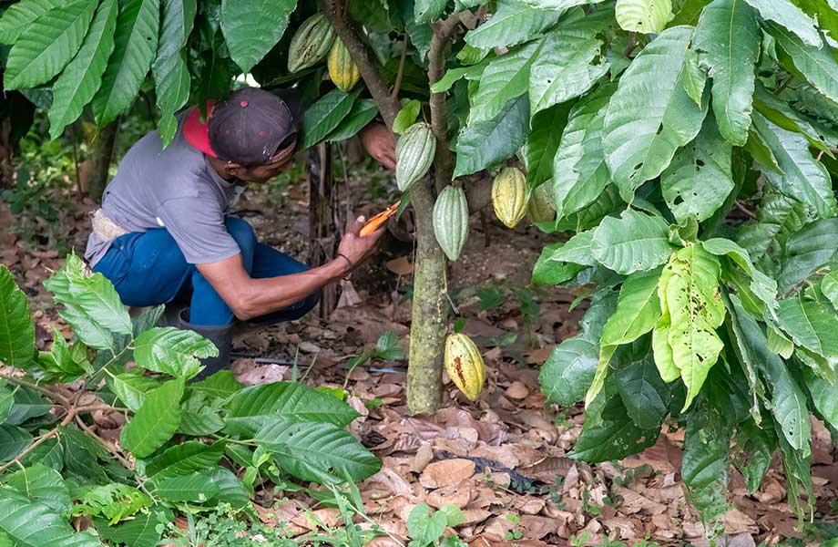 Cacao-Farm-Tour