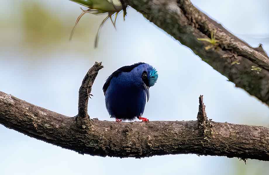 Birdwatching Tours