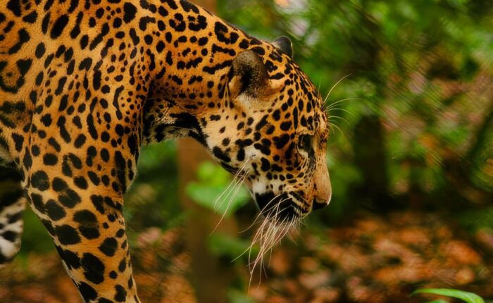 "Jaguar gracefully strolling through the lush tropical rainforest, showcasing the diverse wildlife in Central America Adventures."