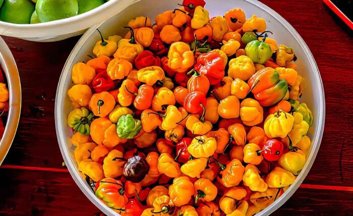 A colorful basket filled with vibrant habanero chiles showcasing a staple ingredient in Guatemalan cuisine.